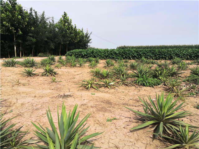 沭陽長景園林劍麻種植基地實拍圖片
