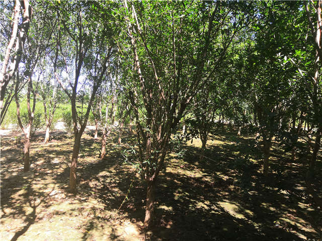 沭陽長景園林花石榴種植基地實拍圖片