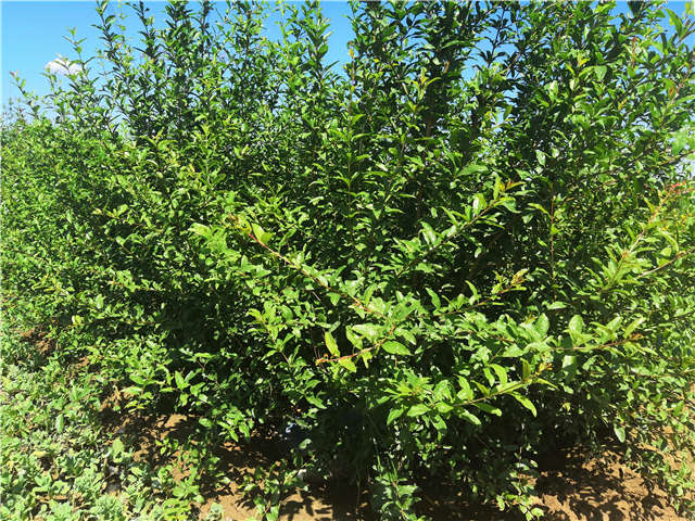 沭陽長景園林花石榴種植基地實拍圖片