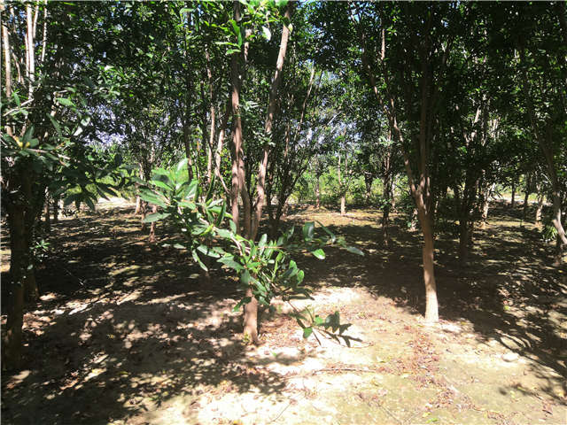 沭陽長景園林花石榴種植基地實拍圖片