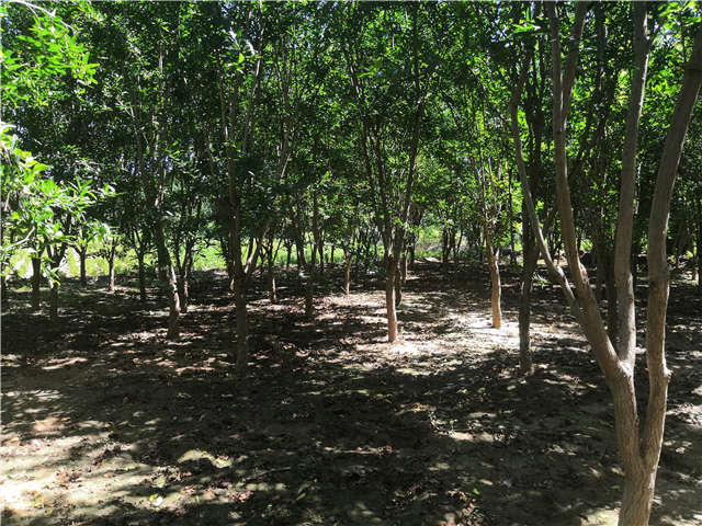 沭陽長景園林花石榴種植基地實拍圖片