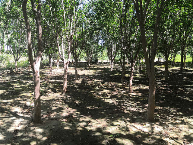 沭陽長景園林花石榴種植基地實拍圖片