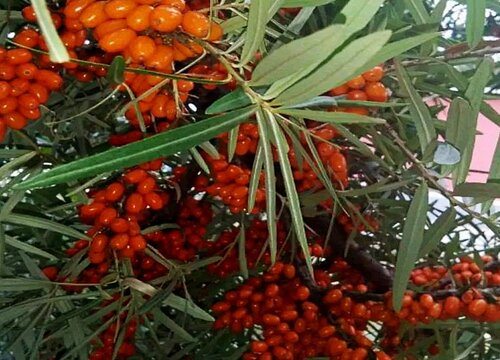 沙棘開花結果3