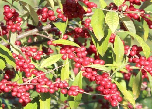沙棘開花結果5