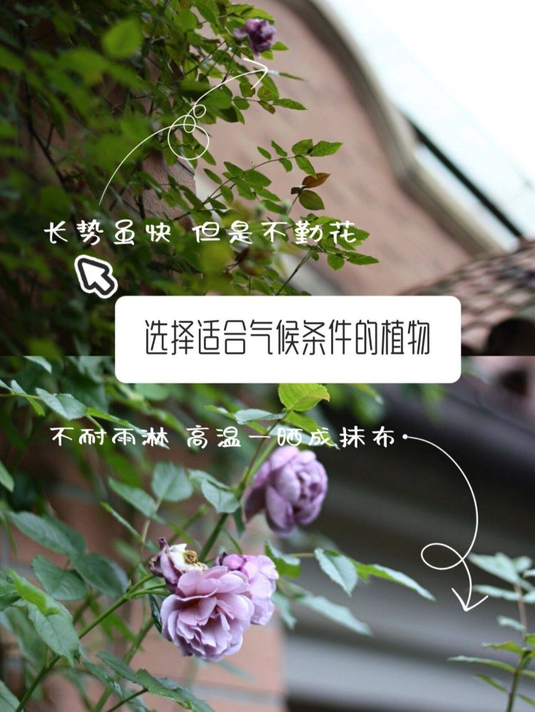 小花園設計裝修5個避坑建議，新手必看-成都青望園林景觀設計公司-1