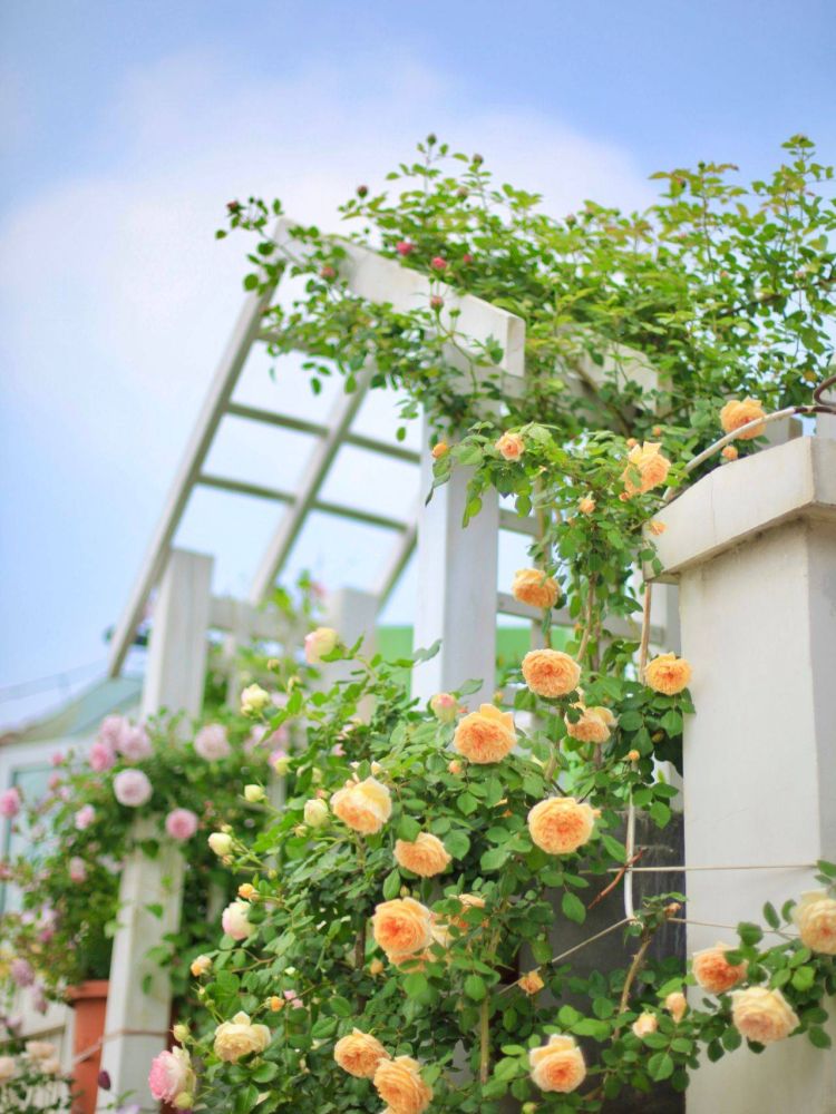小花園設計裝修5個避坑建議，新手必看-成都青望園林景觀設計公司-1