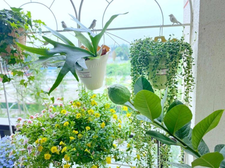 如何把陽臺打造成一個小花園，陽臺小花園實景圖片-成都青望園林景觀設計公司-1