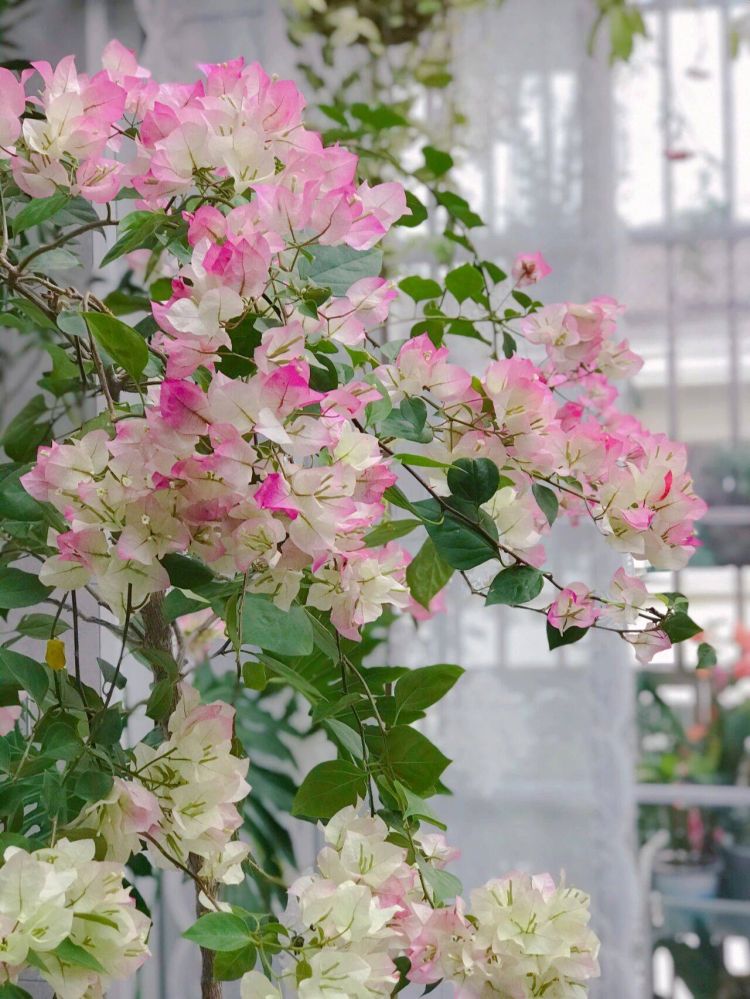 如何把陽臺打造成一個小花園，陽臺小花園實景圖片-成都青望園林景觀設計公司-1