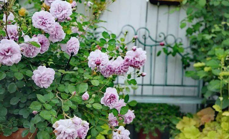 80平屋頂花園設計實景圖案例，效果非常理想-青望私家花園設計-1