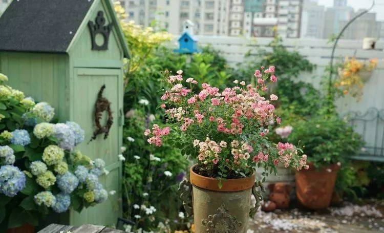 80平屋頂花園設計實景圖案例，效果非常理想-青望私家花園設計-1