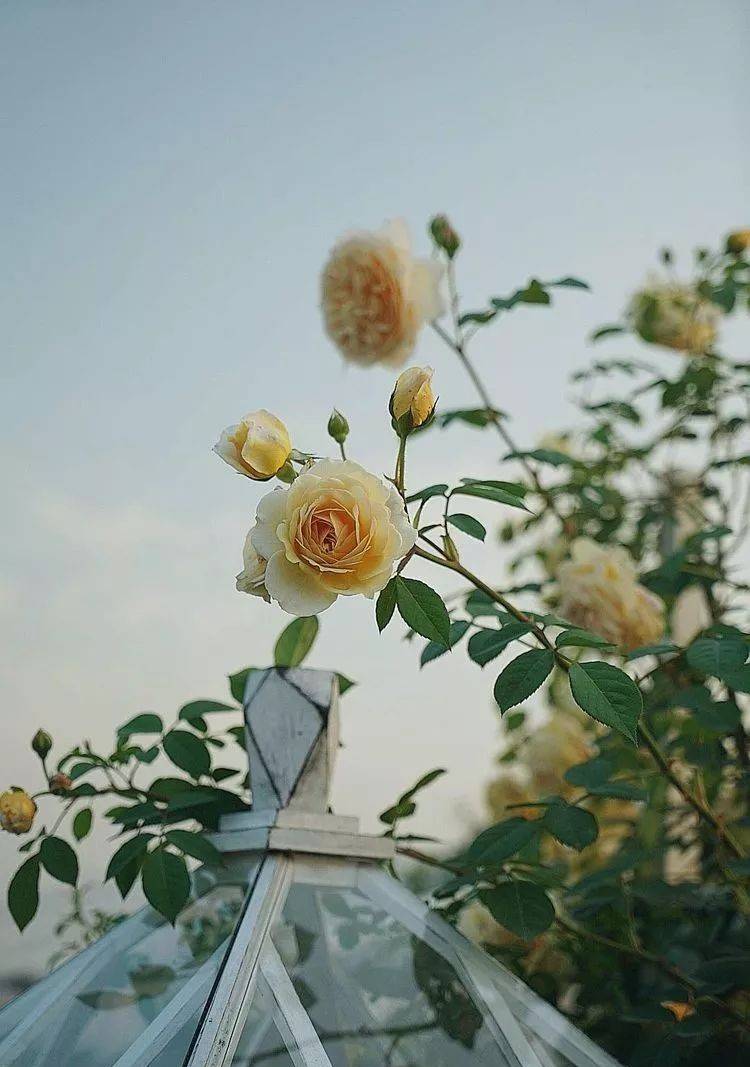 80平屋頂花園設計實景圖案例，效果非常理想-青望私家花園設計-1