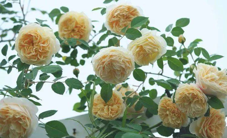 80平屋頂花園設計實景圖案例，效果非常理想-青望私家花園設計-1