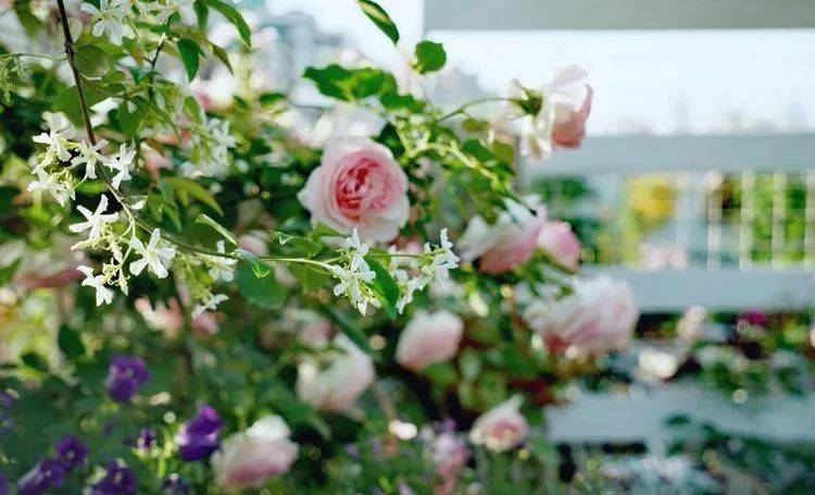 80平屋頂花園設計實景圖案例，效果非常理想-青望私家花園設計-1