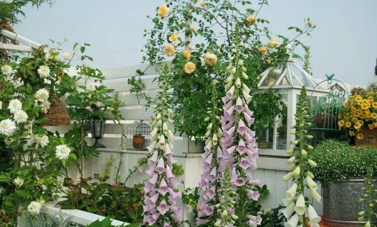 80平屋頂花園設計實景圖案例，效果非常理想-青望私家花園設計-1