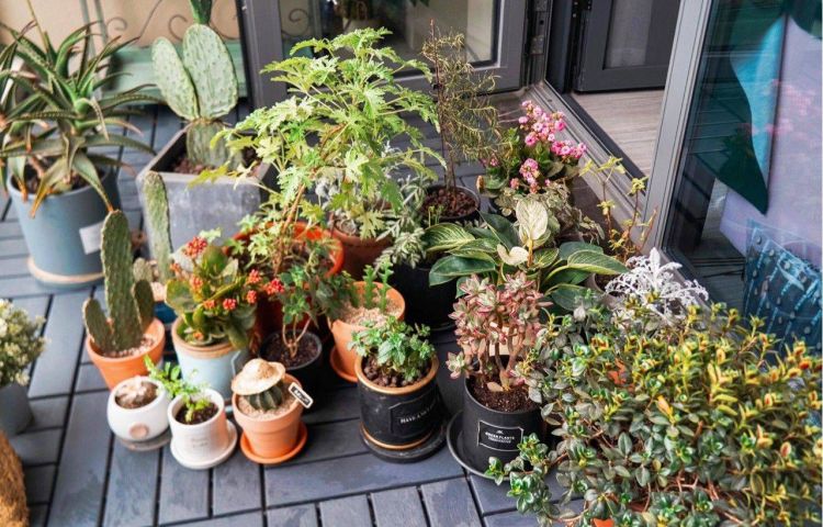 6平米陽臺小花園設計布置打造-成都青望園林景觀設計公司-1 6平米陽臺小花園設計布置打造-成都青望園林景觀設計公司-1