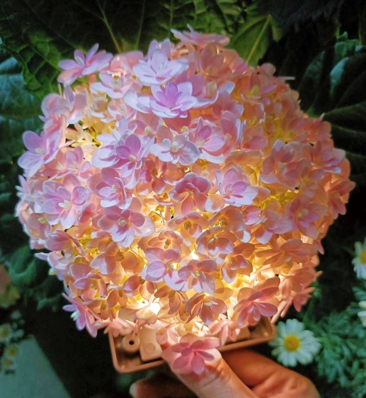 5個繡球花種植方法與技巧，繡球花特點-成都青望園林景觀設計公司-1