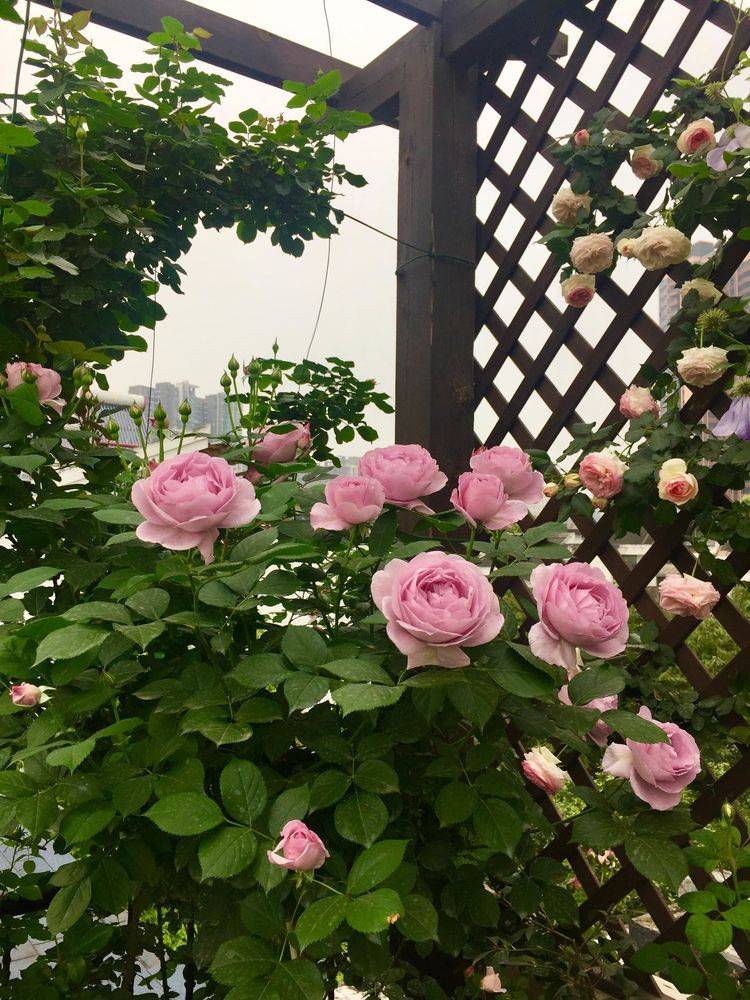 45平方樓頂花園實景圖-青望私家花園設計-1