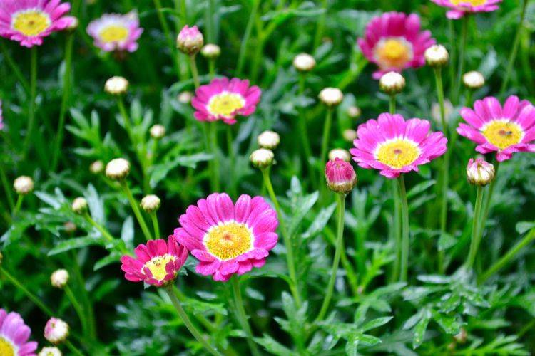 45平方樓頂花園實景圖-青望私家花園設計-1