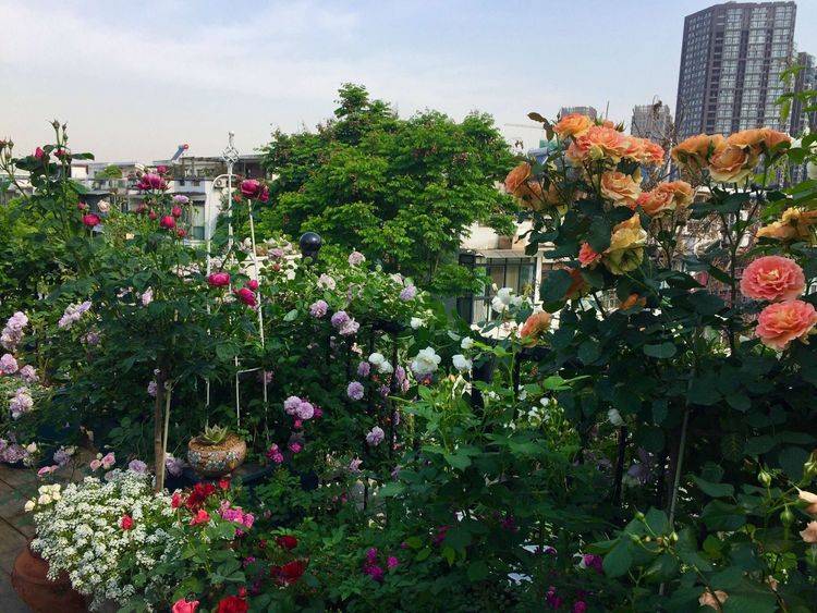 45平方樓頂花園實景圖-青望私家花園設計-1