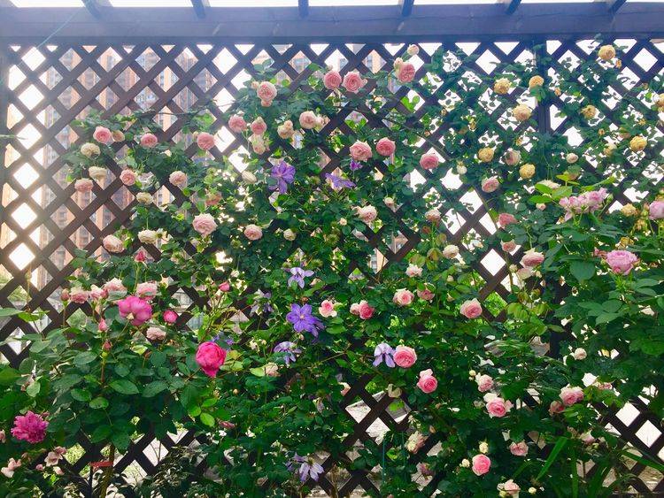 45平方樓頂花園實景圖-青望私家花園設計-1