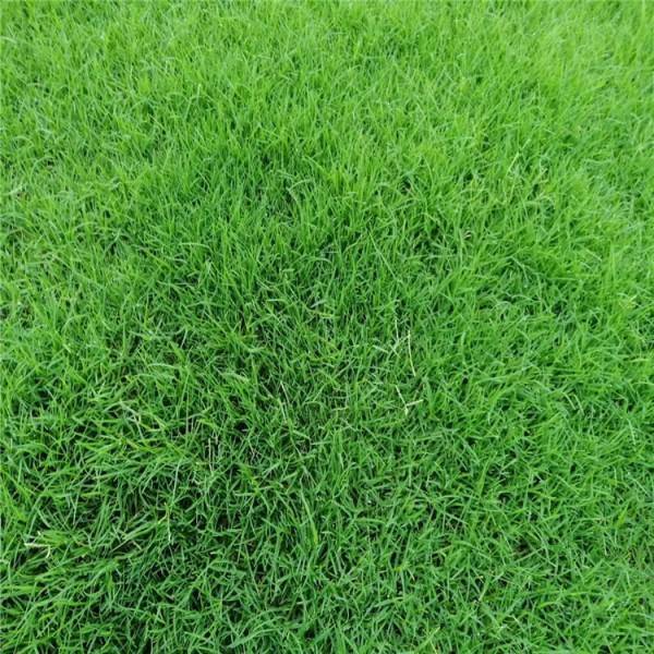 8種私家庭院草坪種類,私家庭院用那種草坪好-成都青望園林景觀設計公司-1 四季青-9種私家庭院草坪種類,私家庭院用那種草坪好-成都青望園林景觀設計公司-1