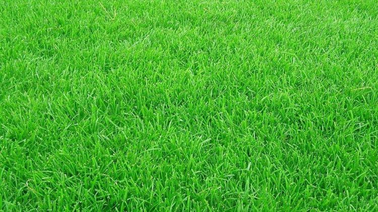 高羊茅-9種私家庭院草坪種類,私家庭院用那種草坪好