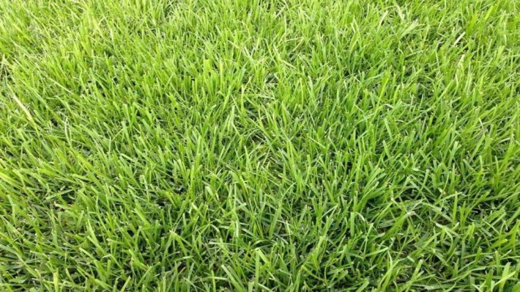 8種私家庭院草坪種類,私家庭院用那種草坪好-成都青望園林景觀設計公司-1 紫羊茅-9種私家庭院草坪種類,私家庭院用那種草坪好-成都青望園林景觀設計公司-1